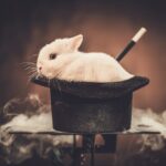 little-rabbit-in-a-magician-hat-1-1